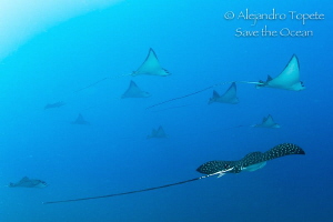 Eagle Ray Group, Acapulco Mexico by Alejandro Topete 